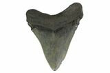 Fossil Megalodon Tooth - South Carolina #130807-1